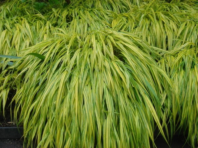 Hakonechloa macra 'Aureola'